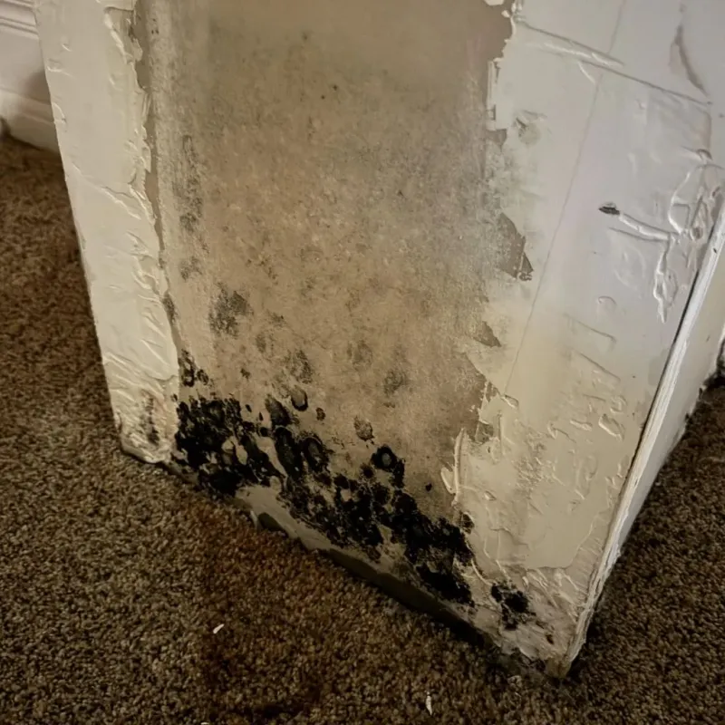 Professional Mold Removal in Ipswich, MA